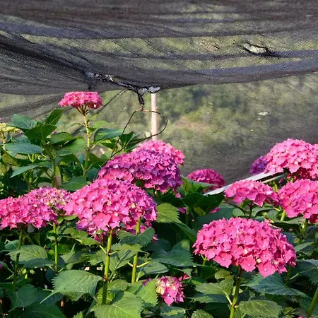 Le Ortensie 돌체아쿠아