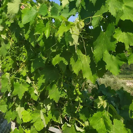Séjour à la campagne Le Ortensie *