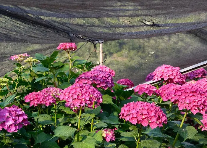 Le Ortensie دولشياكا