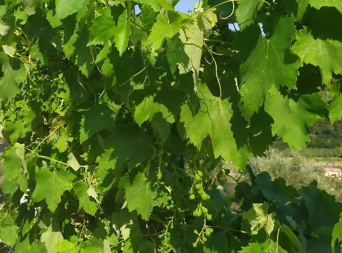 Casa rural Le Ortensie *