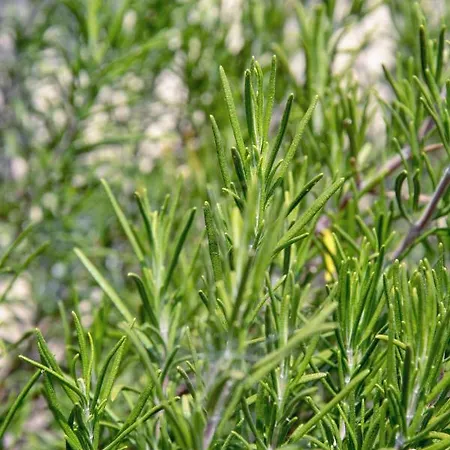 カントリーハウス Le Ortensie *
