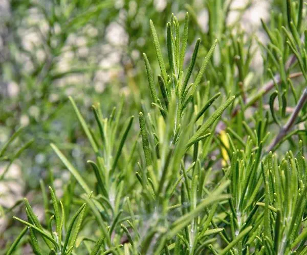 Εξοχικό σπίτι Le Ortensie *